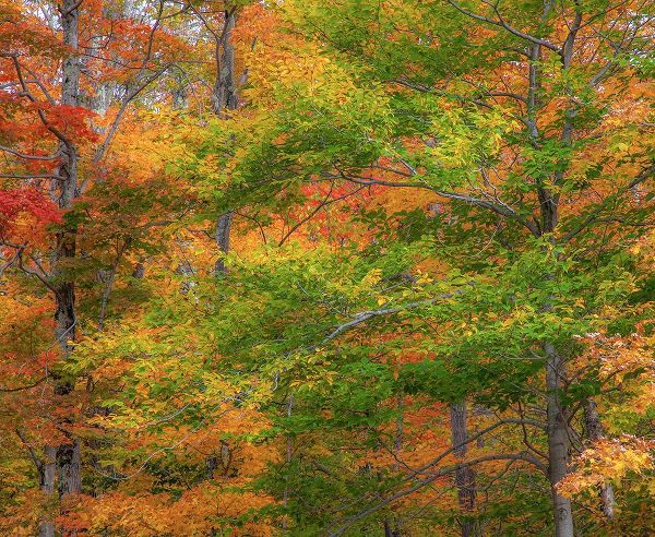 Gulin, Sylvia 아티스트의 USA-New Hampshire-Franconia hardwood forest of maple trees in Autumn작품입니다.